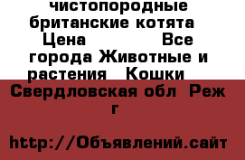 чистопородные британские котята › Цена ­ 10 000 - Все города Животные и растения » Кошки   . Свердловская обл.,Реж г.